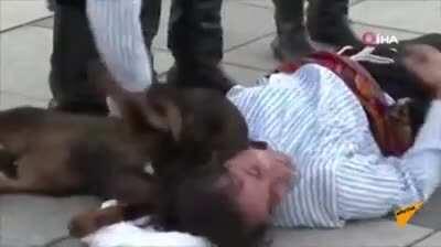 Stray Dog Interrupts Performance To Help Actor Pretending To Be Injured