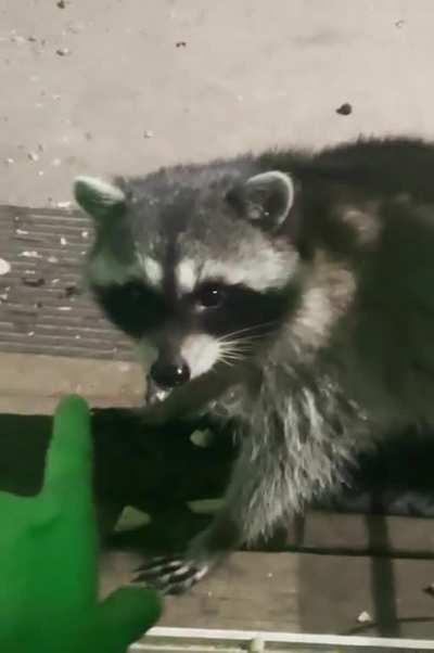 My buddy Sweetpea sayin hi 👋