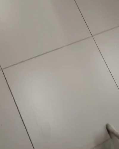 A smart street cat lead a passerby of his simple needs. He was adopted later on..