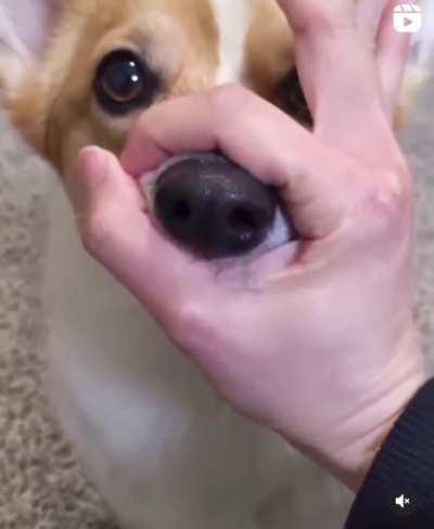 Good doggo trying hard