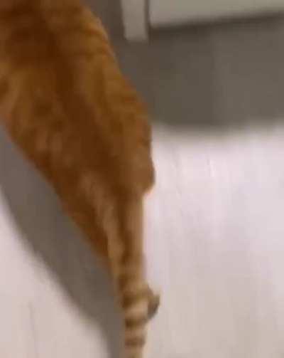 He's a hap hap happy cat