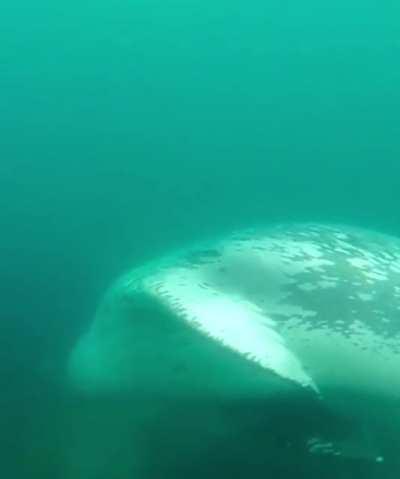 The deadly leopard seal. Those eyes...