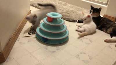 Foster baby trying her best to catch the uncatchable ball