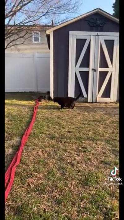 Cat getting scared of absolutely nothing