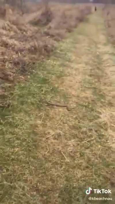 I can't walk past this snake