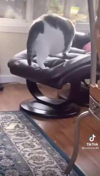 [Not my chonker] What a chonker