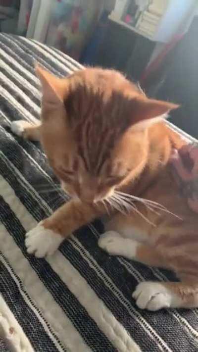 Update: I pet the cat and was blessed with boops.