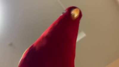 Birb stares into your soul