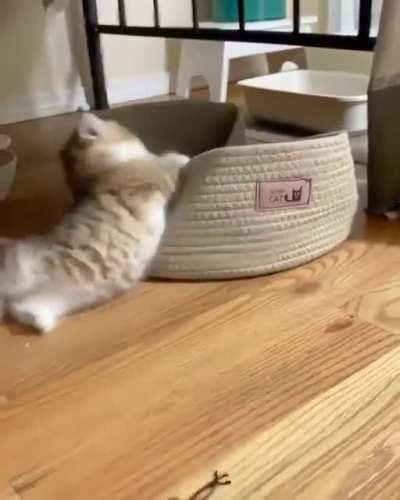 One day she'll be a ferocious huntress, but today she's just an idiot