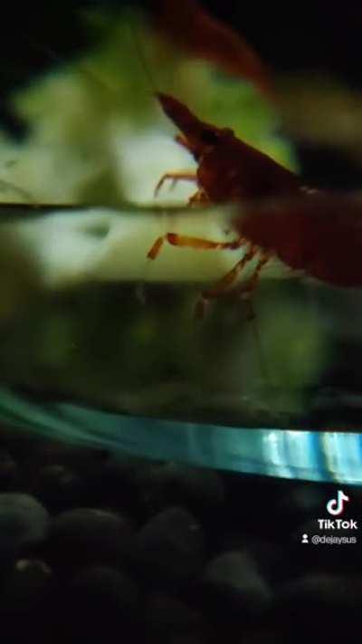 TIL that my shrimp LOVE blanched broccoli