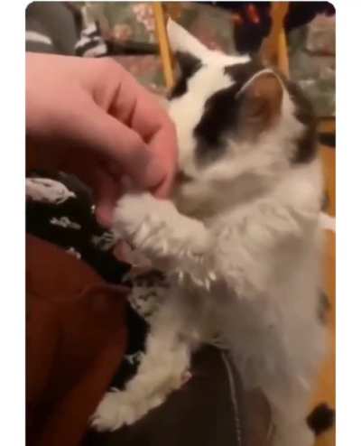 This is what a 25-year-old cat looks like, approximately 141 years old in human years.