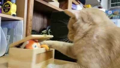 This cat and the useless box