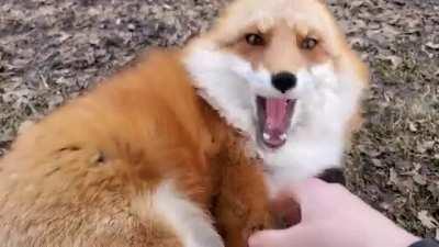 Forget Anime and Memes, have some foxes being rubbed instead