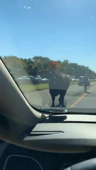 Cow running on loose on I-84 in Vernon, CT