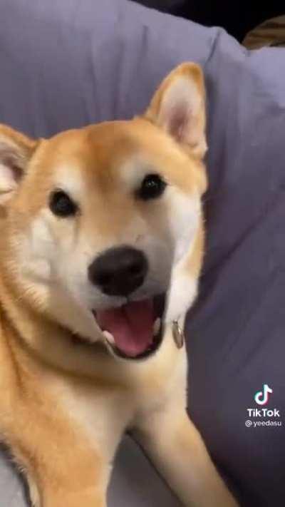 Very good boi with good acting skills