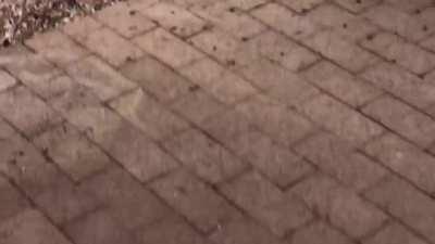 Backyard surprises - “There’s just two”