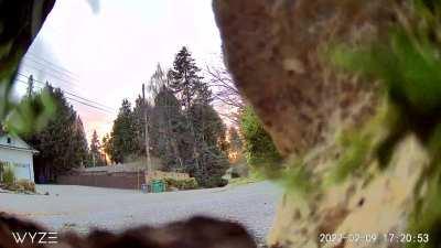 Setup a brand new Wyze cam to catch shady people parking on the dark part of the street in front of my house. We’ve had a few mail thefts. They like to park there. Caught this instead….