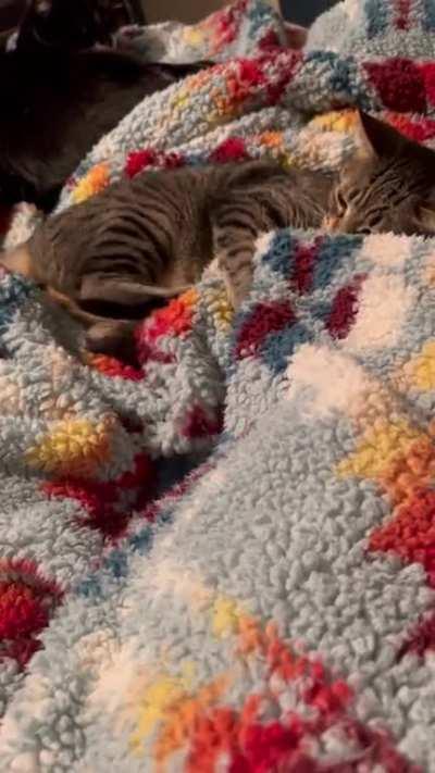 The nightly Battle of the Toes is underway!