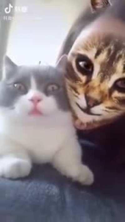 Priceless expression