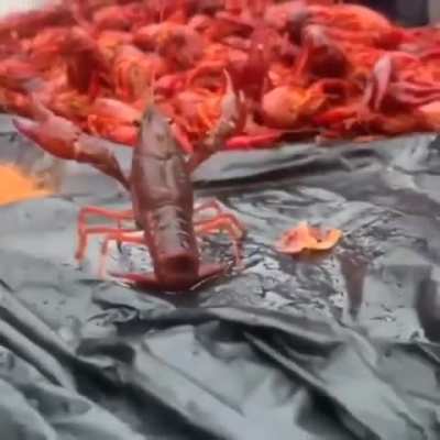 repollitos_criptidos - Video #0266