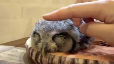 an owl drifting off to peaceful sleep