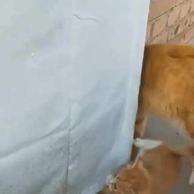 Whatever, I don't care about you