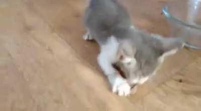 Lenka returns! More fierce and vocal! First time trying ham🙈🤣🙈🤣. Video form 9th Sep!