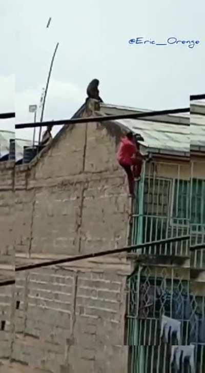 trying to scare a baboon off a 4 storey building