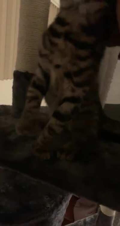 Little Ripley was left alone for 2 hours for the first time. She was not happy!