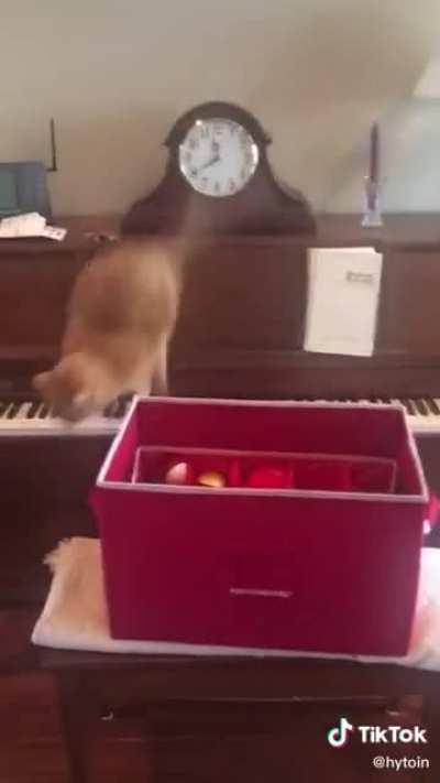 I wonder how cats work..