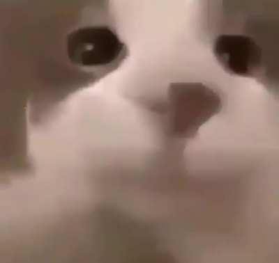 Para el chat de Booyah 🌹