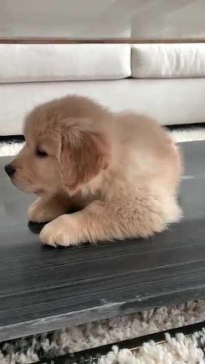 Satchmo with the hiccups! My 8 week old pupperz.