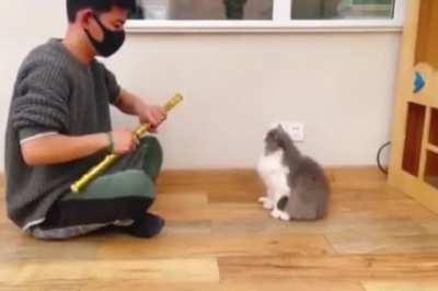 Samurai vs cat