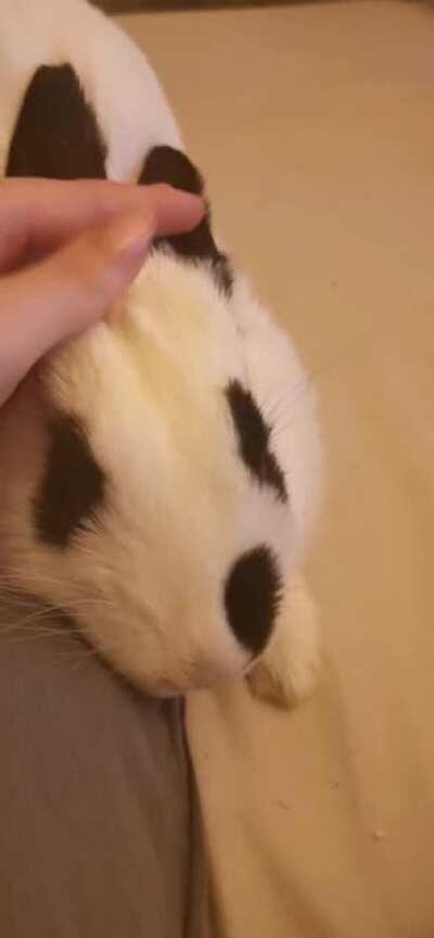 The way my little girl leans into my hand to be petted some more ♥️