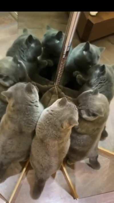 Finally I surround myself with cats like me