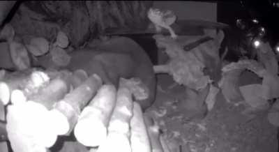 I don’t think I’ve ever shown this clip of my gecko believing she can fly (she was okay)