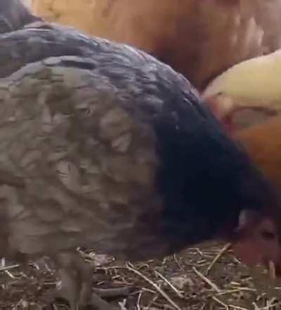 Eating your own fresh egg