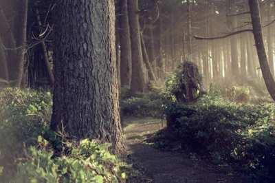 forest full of life (flowing experiment)