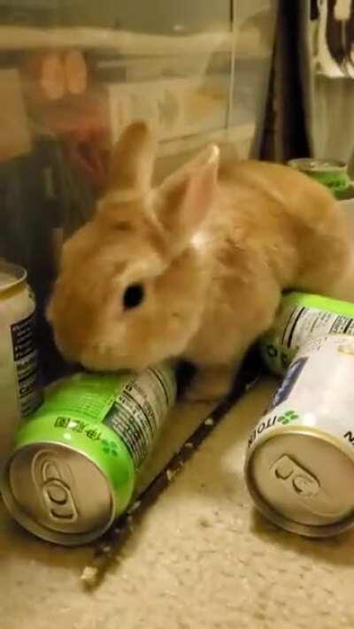 This is Bob, he attacks cans
