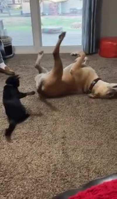 My sister’s dog never got along well with other dogs. But when they brought a rescue kitten at home to see if they would be compatible the two of them instantly became best bros.