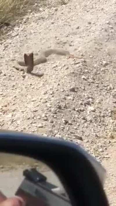 Blursed snake 🐍(show me what you got)