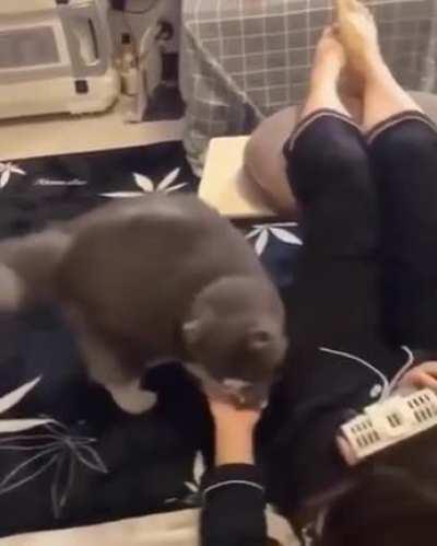 New cat showing her human what she made