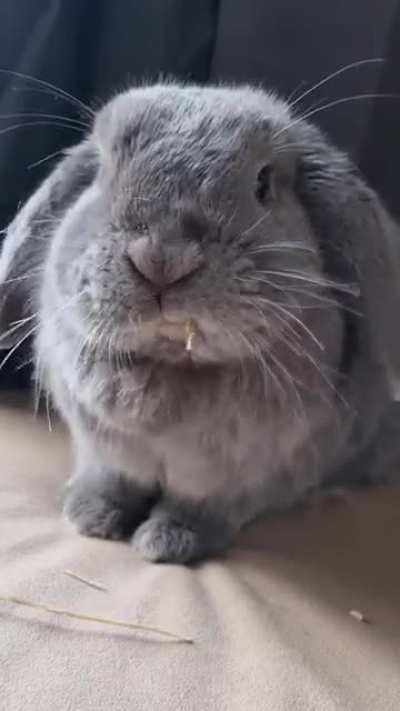 I like watching rabbits eat