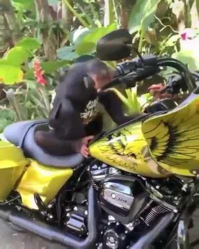 Monkey being casually cool