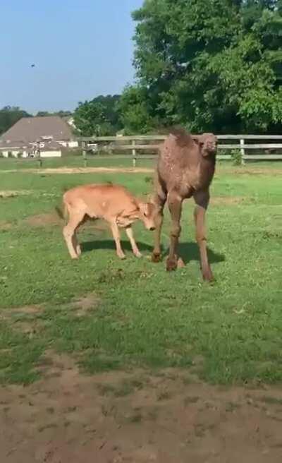 A Rescue Camel Named Camelot Had A Hard Time Making Any Friends At This Shelter... Until He Met Ben, The Calf