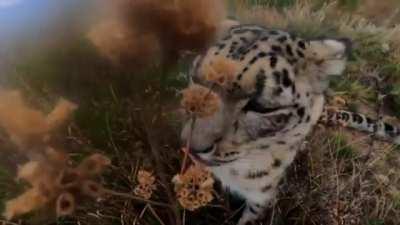 Coming face to face with the ghost of the mountains