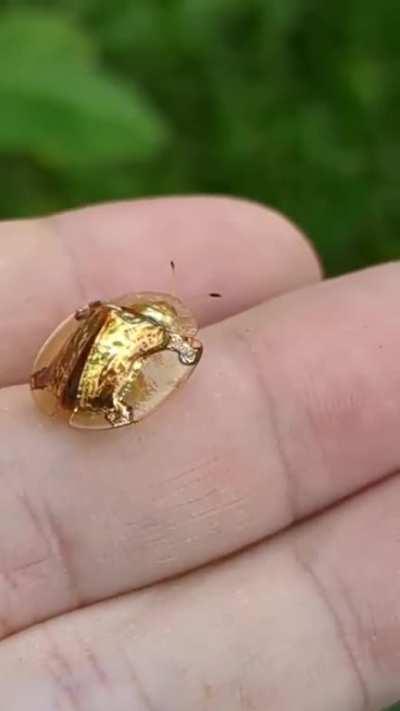 It's coin bug season again in Japan