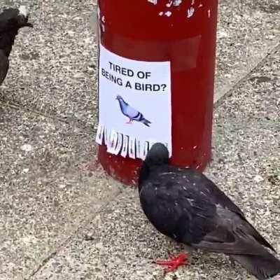 Tired of being a bird?