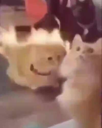 Posting random videos from my phone until I buy a new home button - day 76