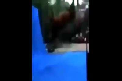 Um cavalo siri fazendo barra